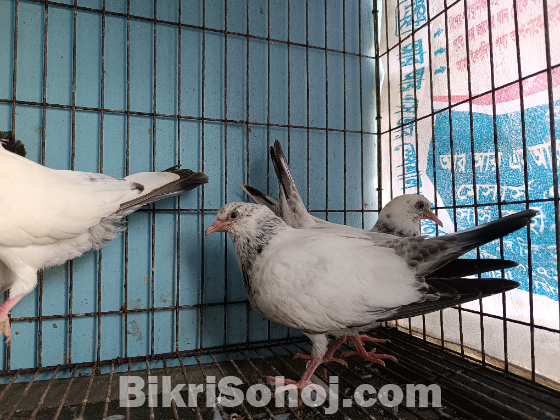 কালদম২টি বাচ্চা সহ